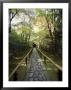 Path, Stone With Bamboo Railing In Japanese Garden, View To Temple & Acer Trees by Rex Butcher Limited Edition Pricing Art Print
