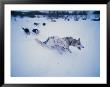 Dog Sled, Karasjok Finn, Norway by Dan Gair Limited Edition Print