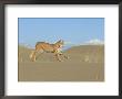 Bobcat, Felis Rufus Running Across Sand Dunes Idaho by Alan And Sandy Carey Limited Edition Pricing Art Print