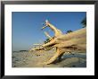 Driftwood On Sand Beach by Norbert Rosing Limited Edition Print
