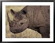 A Close View Of A Rhinoceros by Jodi Cobb Limited Edition Print