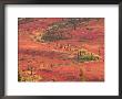 Tundra Of Denali National Park, Dwarf Willow And Bear Berry, Alaska, Usa by Charles Sleicher Limited Edition Print