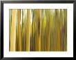 Panned View Of A Forest In Autumn Colors by Raul Touzon Limited Edition Print