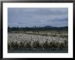 In New Zealand, Sheep Are Kings Of The Road by Annie Griffiths Belt Limited Edition Print