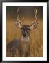 Whitetail Buck In High Grass by Robert Franz Limited Edition Print