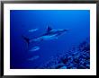 Silvertip Shark, With Caranx, Polynesia by Gerard Soury Limited Edition Print