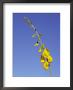 New-Holland Rattlepod, Crotalaria Novae-Hollandiae, Desert Flower, Australia by Jason Edwards Limited Edition Print
