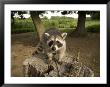 Raccoon At A Wildlife Rescue Member's Home In Eastern Nebraska by Joel Sartore Limited Edition Print