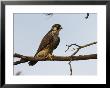 Peregrine Falcon Perches In A Tree, Bombay Hook, Delaware by George Grall Limited Edition Print