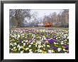 Crocus Flowering In Spring In Hyde Park, Bus On Park Lane In The Background, London, England, Uk by Mark Mawson Limited Edition Print