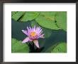 Waterlily, Botanical Gardens, Mauritius by Fraser Hall Limited Edition Print