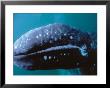 Grey Whale, Portrait Of Juvenile, Baja California, Pacific Ocean by Gerard Soury Limited Edition Print