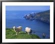 Sheep, Hermaness Nature Reserve, Hermaness, Scotland, United Kingdom by Patrick Dieudonne Limited Edition Print