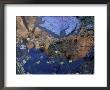 Reflection Of Zion Canyon In Zion National Park, Utah, Usa by Diane Johnson Limited Edition Pricing Art Print