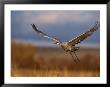 Sandhill Crane Flying At Bosque Del Apache, New Mexico, Usa by Diane Johnson Limited Edition Print