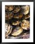 Plate Of Oysters, France by Per Karlsson Limited Edition Print