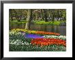 Tulips And Daffodils In Bloom In Keukenhof Gardens, Amsterdam, Netherlands by Keren Su Limited Edition Print