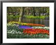 Tulips And Daffodils In Bloom In Keukenhof Gardens, Amsterdam, Netherlands by Keren Su Limited Edition Print