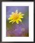 Yellow Wildflower Among Purple Flowers by Ellen Anon Limited Edition Print