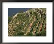 Vineyard, Dalmatian Coast, Croatia by Charles Bowman Limited Edition Pricing Art Print