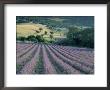 Lavender Field Near Ferrassieres, Drome, Rhone Alpes, France by Michael Busselle Limited Edition Print