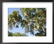 Spanish Moss In Tree, Bayou Le Batre, Alabama, Usa by Ethel Davies Limited Edition Pricing Art Print