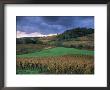 Vineyards Near Chateau Chalon, Jura, Franche Comte, France by Michael Busselle Limited Edition Print