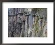 Footpath By Rock Face, Xihai (West Sea) Valley, Mount Huangshan (Yellow Mountain), Anhui Province by Jochen Schlenker Limited Edition Print