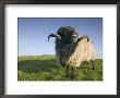 Domestic Sheep, Heligoland, Germany by Thorsten Milse Limited Edition Print