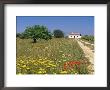 Wild Flowers Near Tavira, Algarve, Portugal by John Miller Limited Edition Print