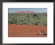 Camels In Central Desert, Australia by Claire Leimbach Limited Edition Print