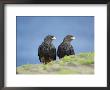 A Pair Of Striated Caracara, Sea Lion Island, Falkland Islands, South Atlantic by Marco Simoni Limited Edition Print