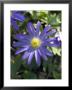 Anemone Blanda (Greek Windflower) by Mark Bolton Limited Edition Pricing Art Print