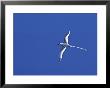 Red-Billed Tropicbird, Galapagos Islands, Ecuador by Charles Sleicher Limited Edition Pricing Art Print