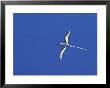 Red-Billed Tropicbird, Galapagos Islands, Ecuador by Charles Sleicher Limited Edition Print