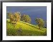 Oak Trees On Hillside Near Roseburg, Oregon, Usa by Chuck Haney Limited Edition Print