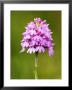 Pyramid Orchid, Close Up Of Spike, Uk by David Clapp Limited Edition Print