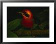 A Broad-Billed Mot Mot Rests On A Tree Branch by Joel Sartore Limited Edition Pricing Art Print