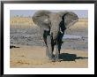 An African Elephant Who Has Just Taken A Mud Bath To Protect Himself From Parasites by Beverly Joubert Limited Edition Print