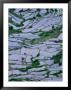 Rice Terraces Surrounding Ducos, Sagada, Mountain, Philippines by Mark Daffey Limited Edition Print