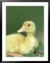 Duckling, Indian Runner Close-Up Portrait Uk by Mark Hamblin Limited Edition Print