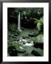 Waterfall Flowing Into The Emerald Pool, Dominica, West Indies, Central America by James Gritz Limited Edition Print