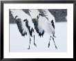 Red-Crowned Crane, Hokkaido, Japan by Roy Toft Limited Edition Print