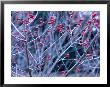 Ilex Verticillata (Black Alder, Winterberry) Winter Branches With Red Berries, December by Susie Mccaffrey Limited Edition Print
