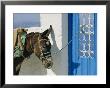 Donkey, Thira, Santorini, Cyclades Islands, Greece, Europe by Michael Short Limited Edition Pricing Art Print