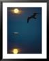 Northern Wisconsin Lake, Seagull At Sunrise by Ken Wardius Limited Edition Print
