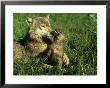 Grey Wolf, Pup Nuzzling Its Mother, Montana by Alan And Sandy Carey Limited Edition Print