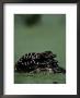Newborn American Alligators Ride On Their Mothers Back by Chris Johns Limited Edition Print