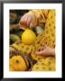 Girl Holding A Baby Pumpkin by Alena Hrbkova Limited Edition Print