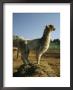 Portrait Of A Llama by Richard Nowitz Limited Edition Print